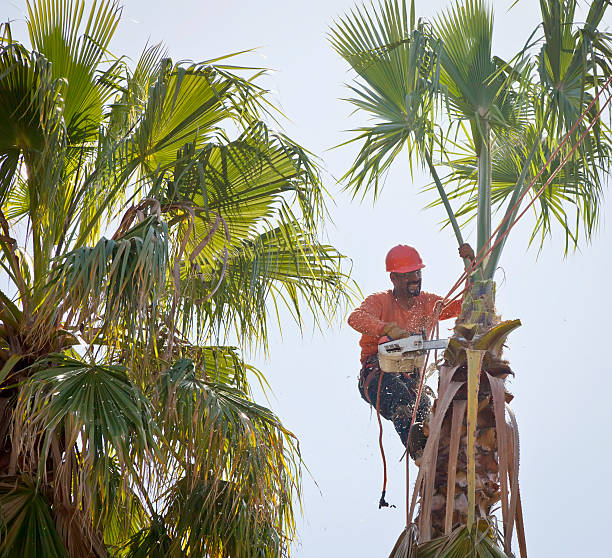 How Our Tree Care Process Works  in  Jennerstown, PA